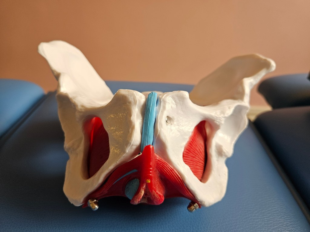 Le périnée : qu&rsquo;est-ce que c&rsquo;est&nbsp;?