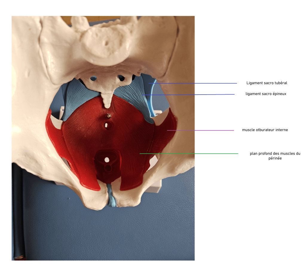 le périnée : son anatomie, son rôle + vidéo 